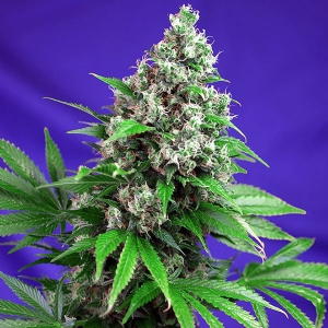 Sweet Seeds - Killer Kush Fast Version PROMO PACK 3+1