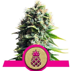 Royal Queen Seeds - Pineapple Kush - 3 Fem