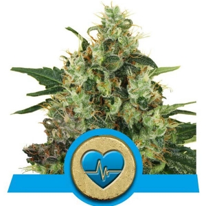 Royal Queen Seeds - Medical Mass 3 fem
