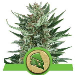 Royal Queen Seeds - Royal Cheese Auto 1 fem