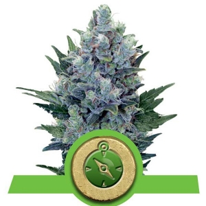 Royal Queen Seeds - Northern Lights Auto 1 fem
