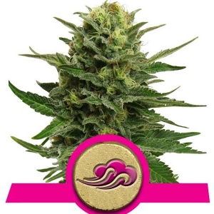 Royal Queen Seeds - Blue Mystic - 3 Fem
