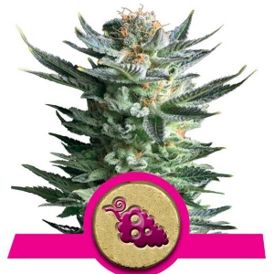 Royal Queen Seeds - Fruit Spirit - 3 Fem