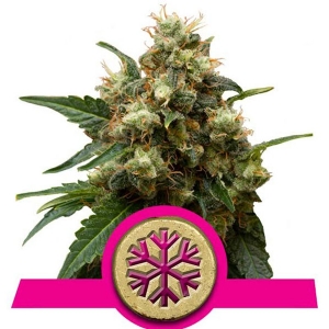 Royal Queen Seeds - Ice - 5 Fem