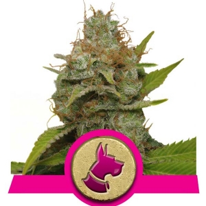 Royal Queen Seeds - Kali Dog - 5 Fem