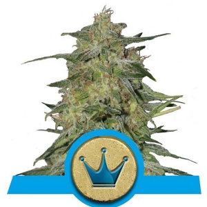Royal Queen Seeds - Royal Highness CBD 3 fem