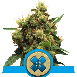 Royal Queen Seeds - Painkiller XL 5 fem