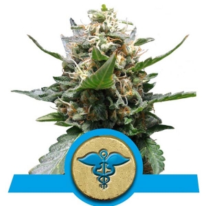 Royal Queen Seeds - Royal Medic - 3 Fem