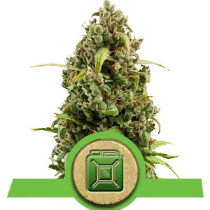 Royal Queen Seeds - Diesel Auto 1 fem