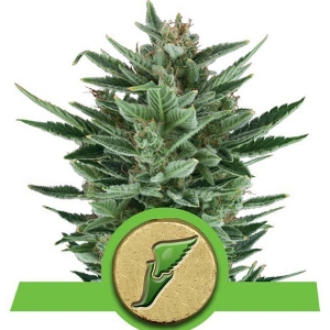 Royal Queen Seeds - Quick One Auto 1 fem