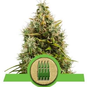 Royal Queen Seeds - Royal AK Auto 5 fem