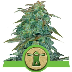 Royal Queen Seeds - Royal Haze Auto 5 fem