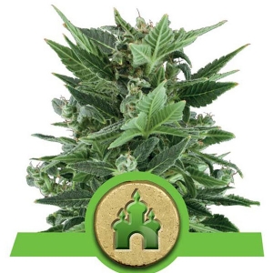 Royal Queen Seeds - Royal Kush Auto 5 fem