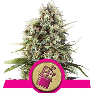 Royal Queen Seeds - Chocolate Haze 5 fem