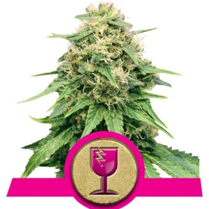 Royal Queen Seeds - Critical 5 fem