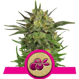 Royal Queen Seeds - Haze Berry 10 fem
