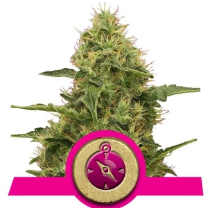 Royal Queen Seeds - Northern Light 1 fem