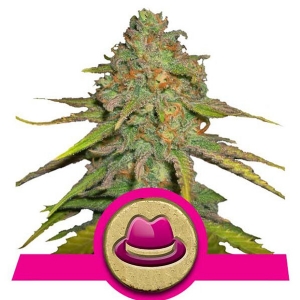 Royal Queen Seeds - O.G.Kush 3 fem
