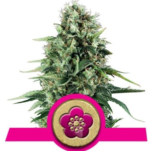 Royal Queen Seeds - Power Flower 10 fem