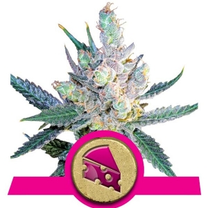 Royal Queen Seeds - Royal Cheese Fast Version 5 fem