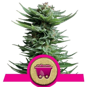Royal Queen Seeds - Shining Silver Haze 10 fem