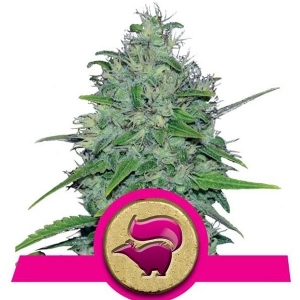 Royal Queen Seeds - Skunk XL 10 fem
