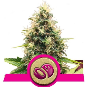 Royal Queen Seeds - Somango XL 1 fem