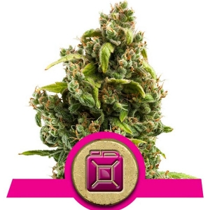 Royal Queen Seeds - Sour Diesel 5 fem