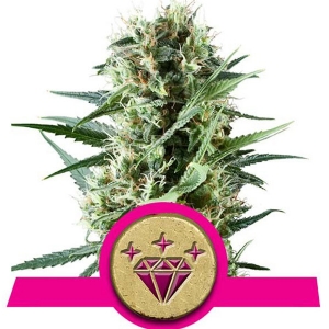 Royal Queen Seeds - Special Kush 1 - 5 Fem