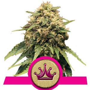 Royal Queen Seeds - Special Queen 1 - 3 Fem