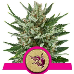 Royal Queen Seeds - Speedy Chile Fast Version - 3 Fem