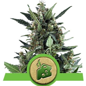 Royal Queen Seeds - Blue Cheese Auto 1 fem