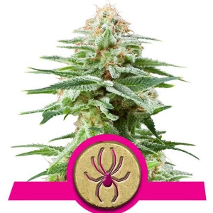Royal Queen Seeds - White Widow - 1 Fem