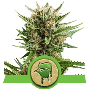 Royal Queen Seeds - Sweet Skunk Auto 10 fem