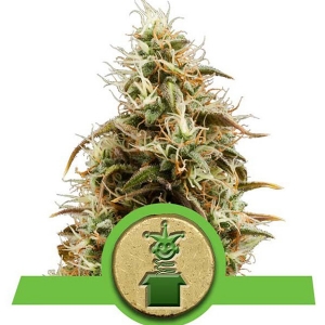 Royal Queen Seeds - Royal Jack Auto 5 fem
