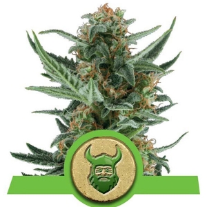 Royal Queen Seeds - Royal Dwarf Auto - 5 fem