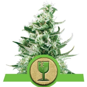 Royal Queen Seeds - Royal Critical Auto - 5 fem