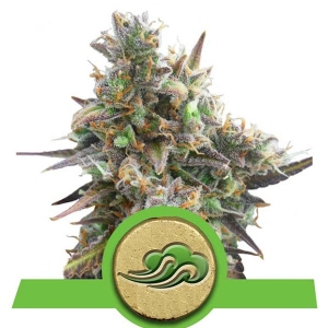 Royal Queen Seeds - Royal Bluematic Auto - 5 fem 