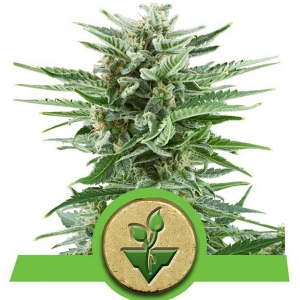 Royal Queen Seeds - Easy Bud Auto - 3 fem