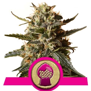 Royal Queen Seeds - Bubblegum XL - 3 Fem