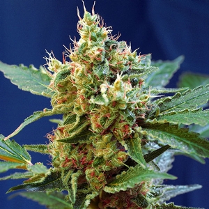 Sweet Seeds - Auto Cream Mandarine XL - PROMO PACK 5+2