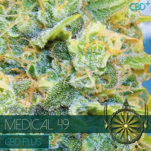 Vision Seeds - Medical 49 CBD 10 fem