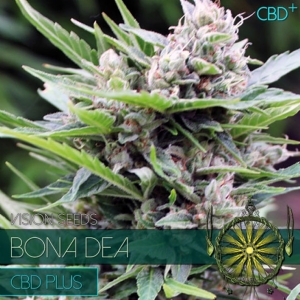 Vision Seeds - Bona Dea CBD 10 fem
