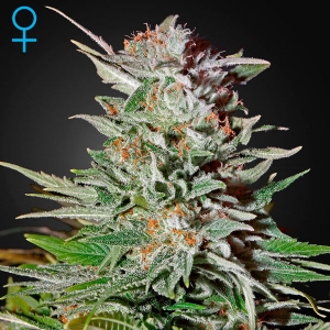 Green House - Auto Super Lemon Haze - 10 semi