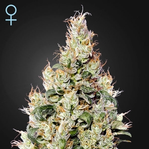 Green House - Auto Exodus Cheese 5 semi