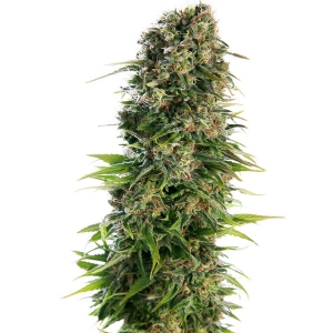 Sensi Seeds - Auto Hindu Kush - 5 auto