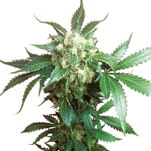 Sensi Seeds - Black Domina - 5 fem