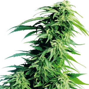 Sensi Seeds - Hindu Kush - 5 fem