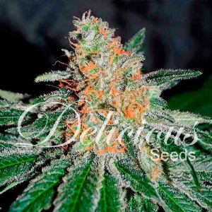 Delicious Seeds - (CBD Family) CBD Jam - 3 Fem