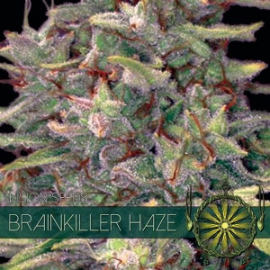 Vision Seeds - Brainkiller Haze 10 fem